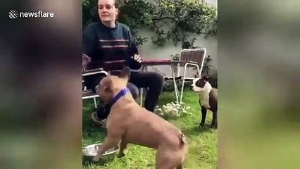 Human and dog play catch together in UK garden
