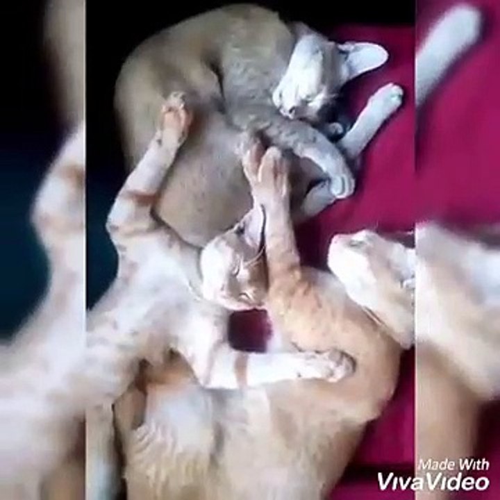 Funny Cats Sleeping 2019