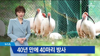 ‘따옥따옥’ 동요 속 따오기, 40년 만에 다시 날았다