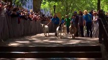 Watch: Rock star's welcome for goats arriving to eat their way through NYC park