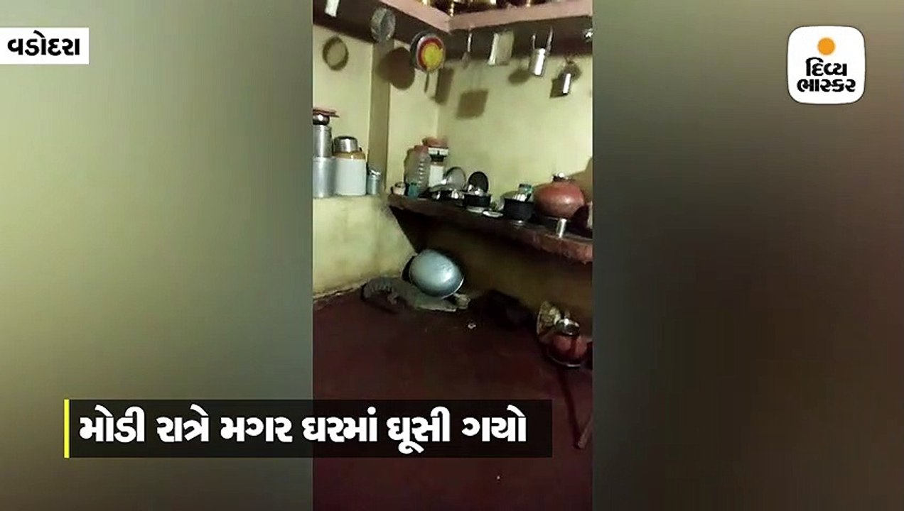 રવાલ ગામમાં રસોડામાં 4.5 ફૂટનો મગર ઘૂસી ગયો, રેસ્ક્યૂ કરીને આજવા સરોવરમાં છોડી દેવાયો