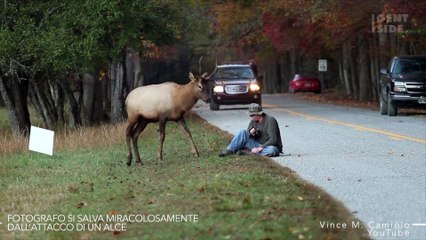 Alce contro fotografo