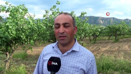 Kilosunun 120 liraya çıkması bekleniyor... Siirt’te yağışlardan en büyük zararı fıstık bahçeleri gördü