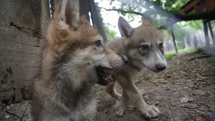 Детеныши волков присоединились к стае