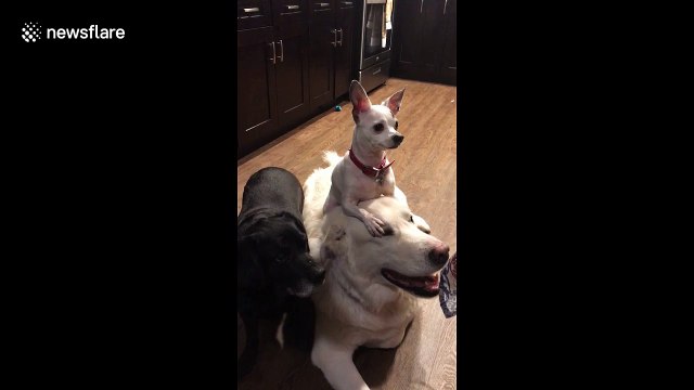 US Chihuahua stands on golden retrievers head like a hat