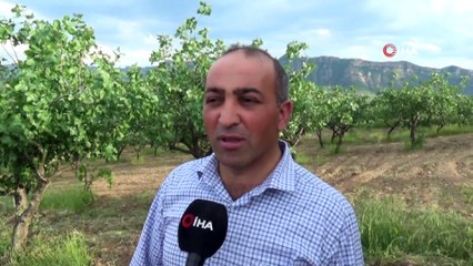 Kilosunun 120 liraya çıkması bekleniyor... Siirt’te yağışlardan en büyük zararı fıstık bahçeleri gördü