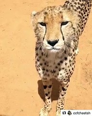 Ce Guépard miaule comme un chat. Ecoutez !!