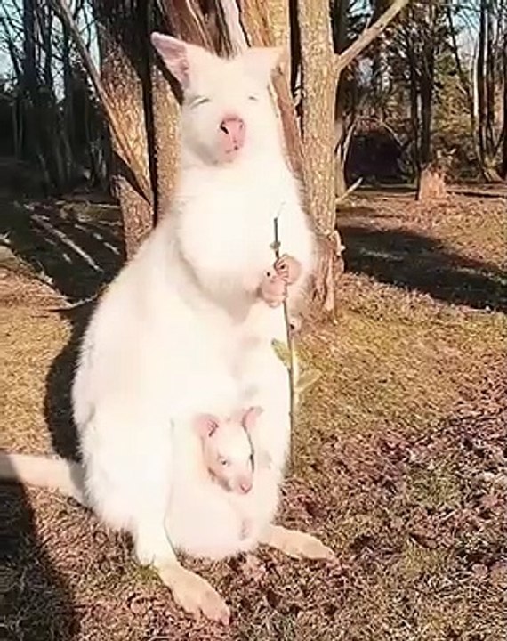 Ce kangourou blanc avec son petit dans la poche est superbe. Trop cute !
