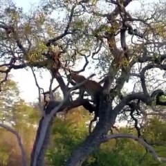 Une femelle guépard joue du haut d'un arbre. Incroyable !