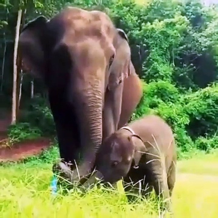 Maman et bébé éléphant boivent dans une réserve d'eau !
