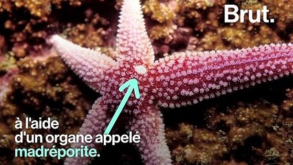 Comment les étoiles de mer se déplacent-elles ?