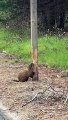 Ce castor mange le tronc.. d'un poteau de signalisation en bois !