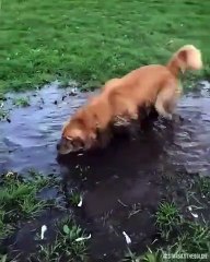 Cauchemar, quand ton chien plonge dans une flaque de boue