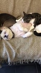 Massage d'un chat sur un chien pendant qu'il dort !