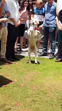 Ce labrador marche au mariage pour apporter les bagues au mariés !