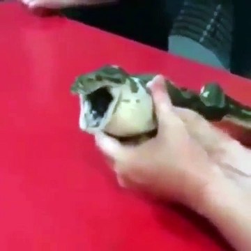 Ils ont sauvé ce serpent qui a avalé une balle de tennis et risquait de mourir. Regardez !