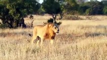 Le rugissement de ce lion est tout simplement impressionnant. Admirez !