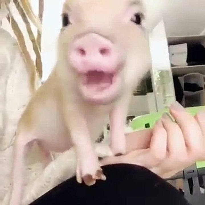 Ce petit cochon s'amuse à tirer le pull de sa maîtresse. Trop chou !