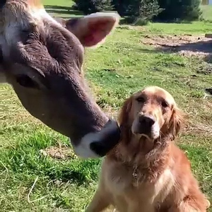 Ce chien n’apprécie vraiment pas les caresses de la vache. Trop drôle !