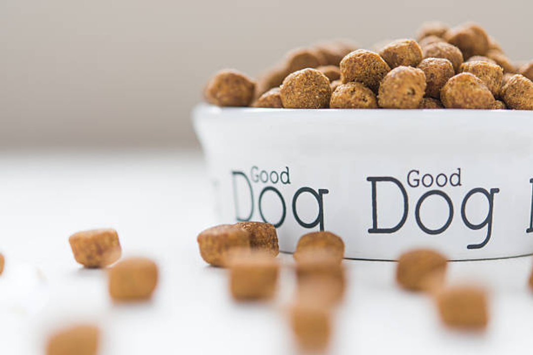 Welches Futter für meinen Hund?