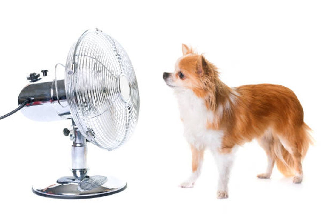 Wie schützt man seinen Hund vor Hitze?