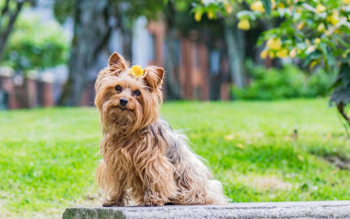 Alles über die Sterilisation von Hunden