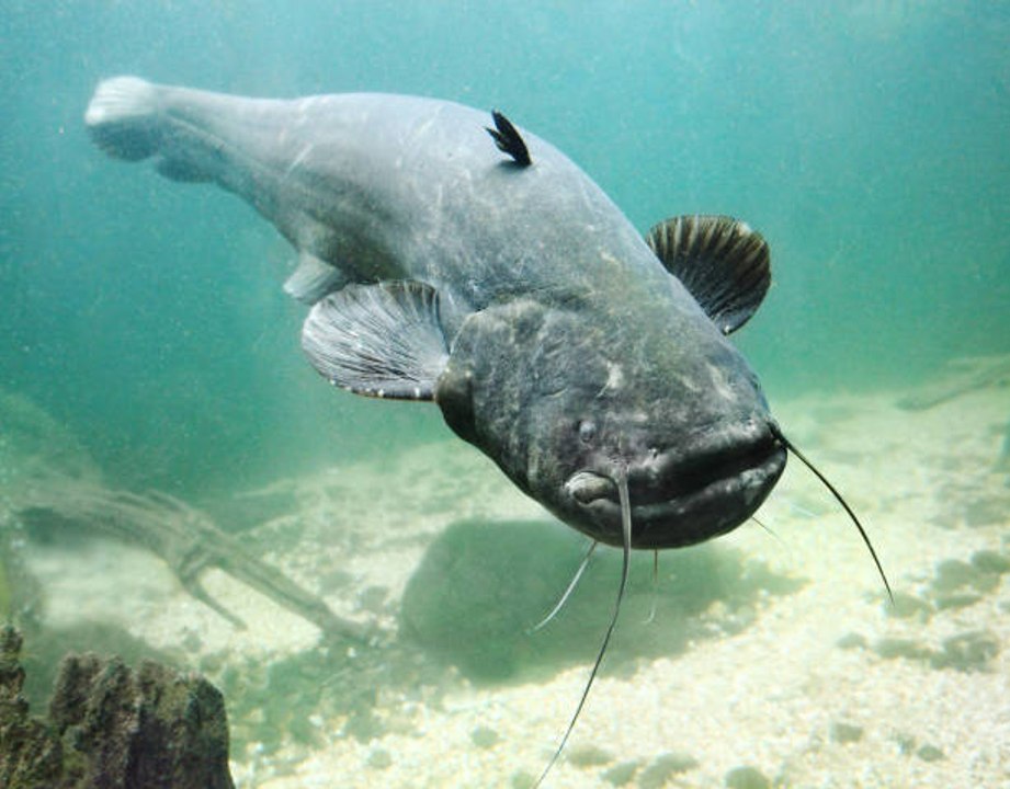 Comment pêcher le silure ?