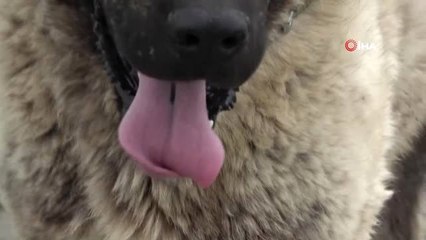 Bu Kangal Cinsi Özelliğiyle Şaşırtıyor