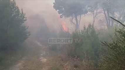 N/stacioni i Fushë Krujës në flakë, zjarr i fuqishëm në pyllin me pisha në Darezezë të Fierit