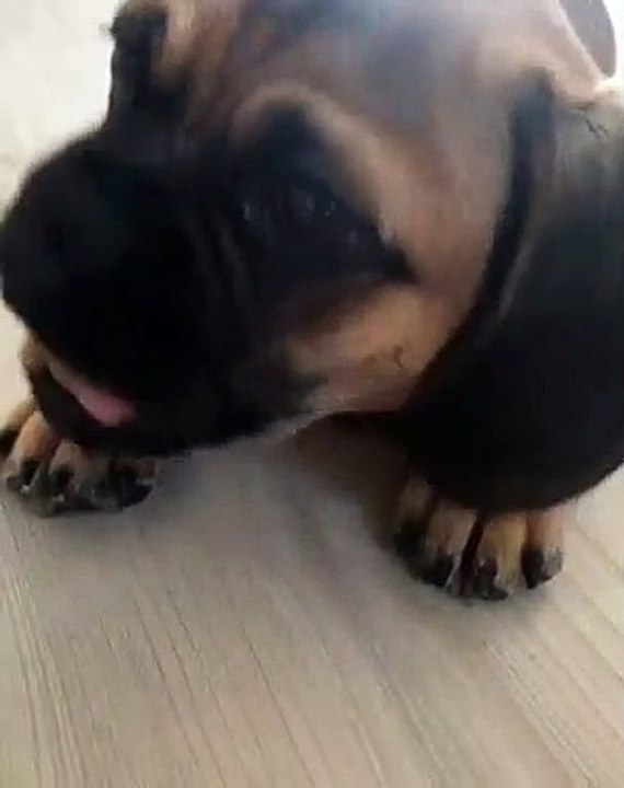 Quand un chiot se régale, voici ce que ça donne. Trop cute !
