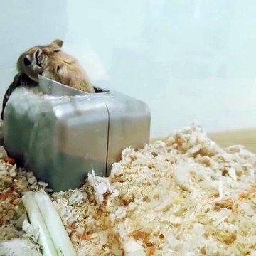 Regardez comment cette femelle gerbille tire ses petits pour qu'ils aillent dormir. Hilarant !