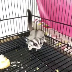 Quand un Phalanger volant aboie comme un chien. Étonnant !