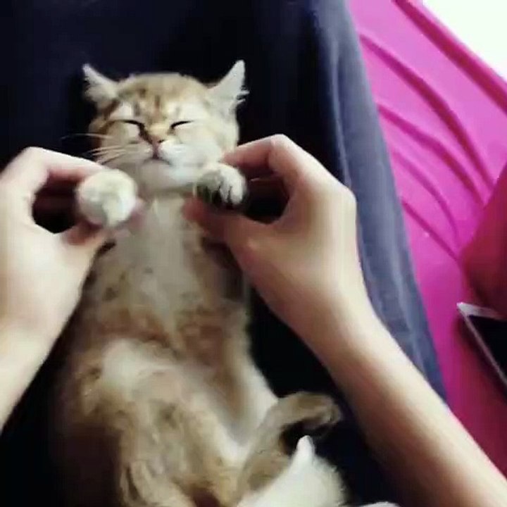 Ce chaton a tellement sommeil qu'il ne tient plus. Trop drôle !