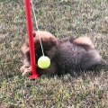 Ce chiot ourse fait absolument tout pour attraper cette balle de tennis. Mission impossible !