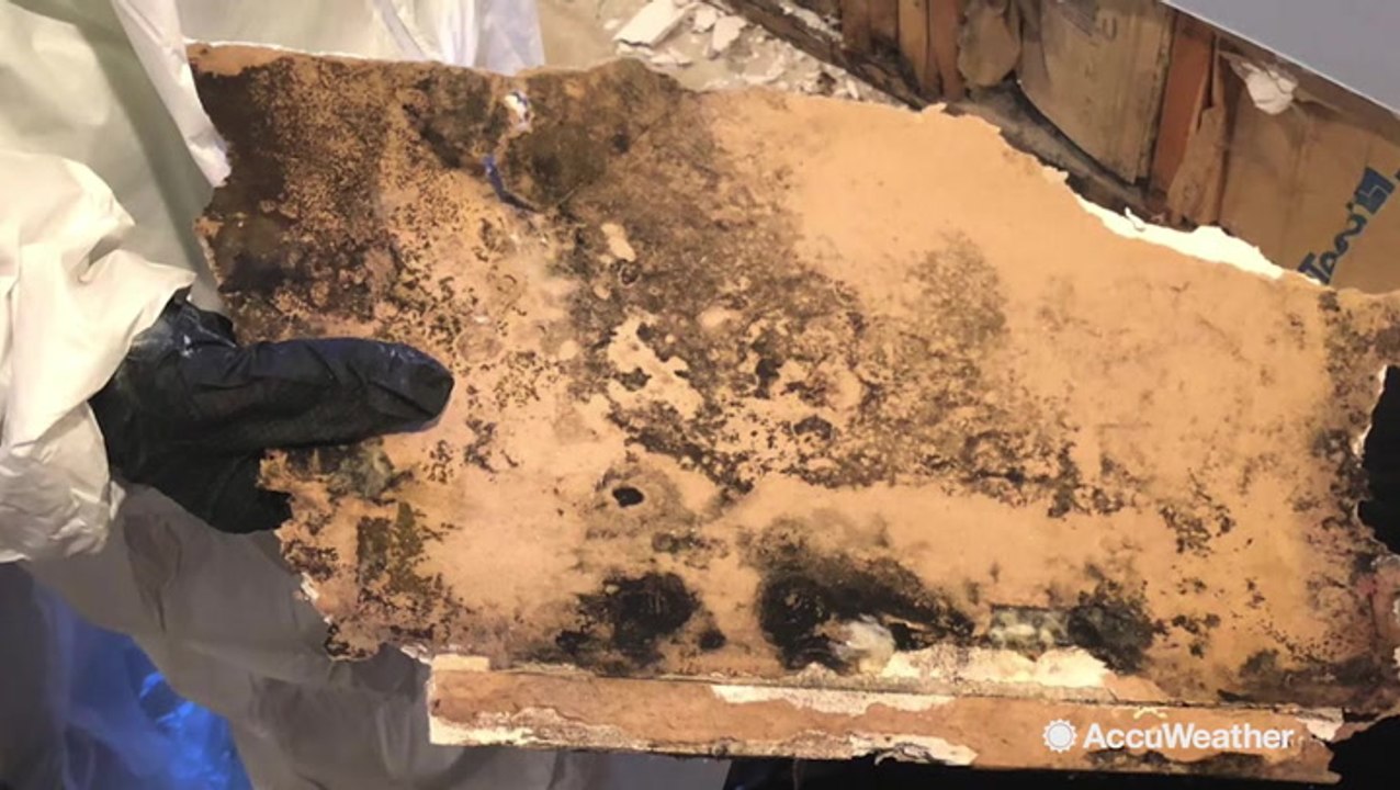 How to identify and remove mold