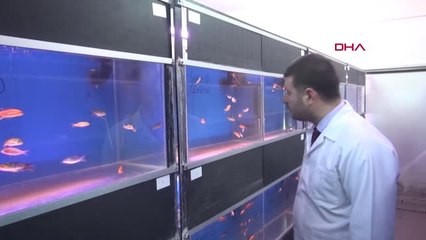 Çanakkale Kur'an-I Kerim ve Tasavvuf Musikisi Dinletilen Balıklar Daha Çabuk Büyüdü