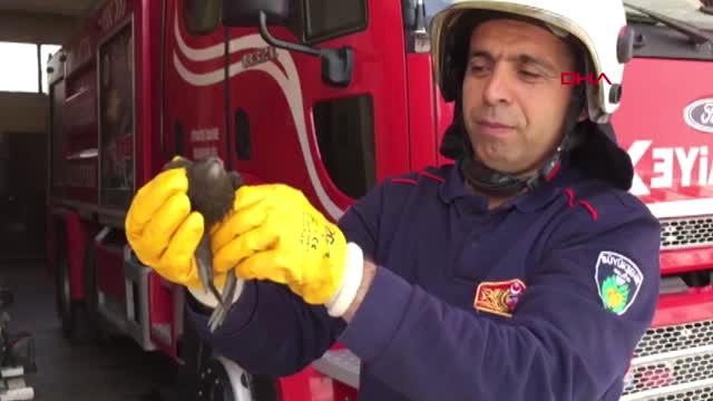 Malatya Havalandırma Boşluğunda Sıkışan Ebabil Kuşunu İtfaiye Kurtarıldı