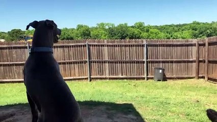 Pup Pops Up for a Peek