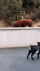 Bulldog and Pygmy Goat Make Best Buddies