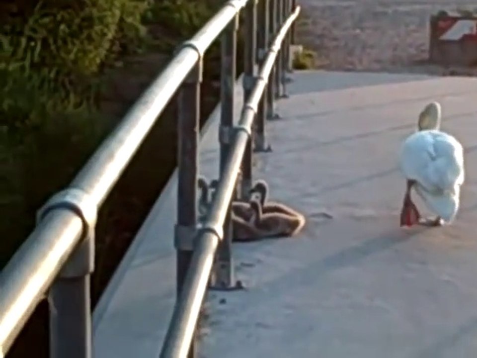 Premier plongeon pour ces bébés cygnes adorables