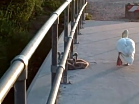 Premier plongeon pour ces bébés cygnes adorables