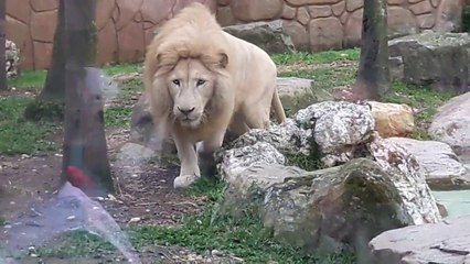 Ce lion est prêt à bondir sur les touristes