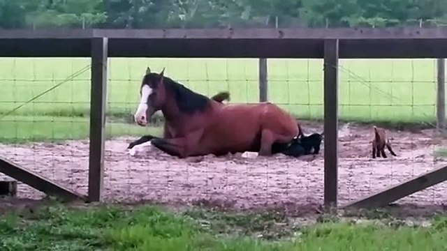 Ces bébés chèvres ont trouvé leur nouveau jeu préféré... Le dos du cheval