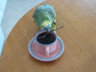 Un perroquet dressé pour touiller le café... Pratique