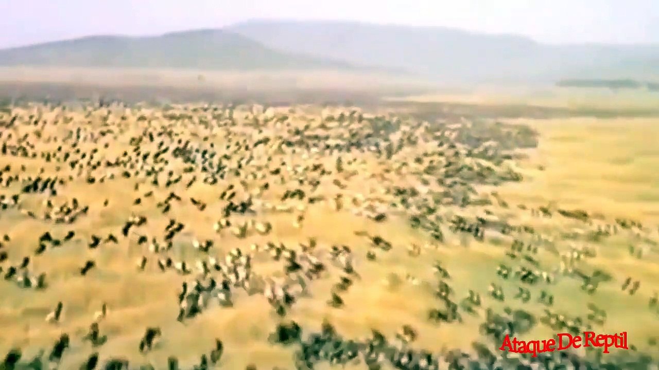 Cocodrilo vs ñu lucha - El mejor momento en que los animales pelean un Cocodrilo poderoso