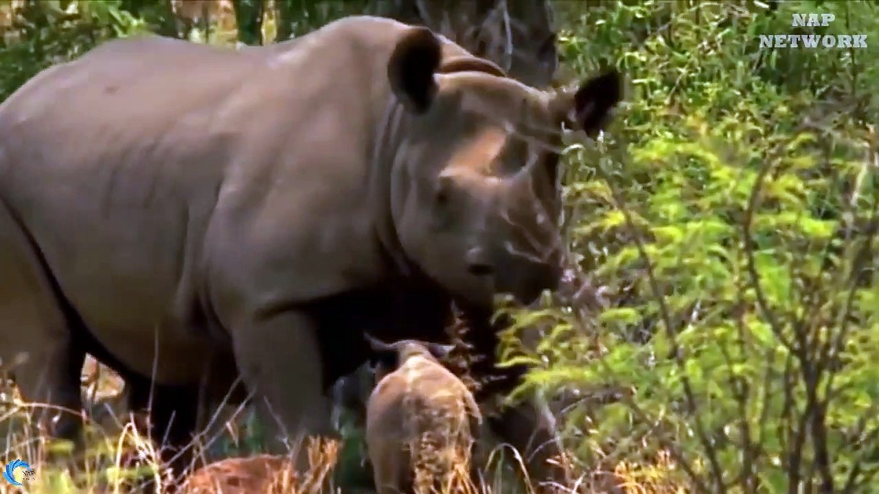 OMG! Rhino Mother destroy 2 Lions rescue baby, Lion go territory Rhino steal baby but fail