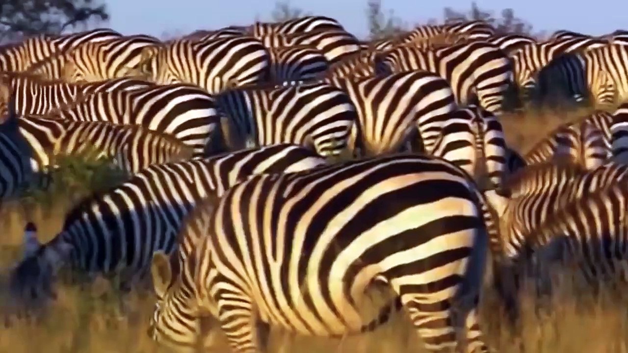 Too Brave! Powerful Hero Buffalo Come To Rescue Poor Zebra Escape Lions