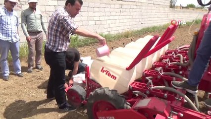 Niğde'de 'Hastalıklara Dayanaklı' Yerli Fasulye Deneme Ekimi Yapıldı