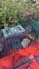 Rabye Bouden 2019 le destin du rat