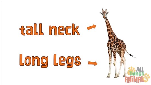 GIRAFFE Animals for children. Kids videos. Kindergarten - Preschool